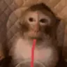 sipin emote