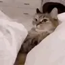 catnap emote