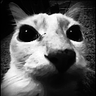 dosE emote