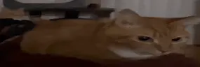 wideBoink emote