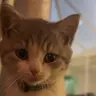 pickleMeow emote