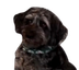OreoStare