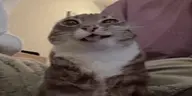 MION emote