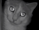 aceStare emote