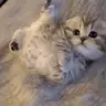 wonky emote