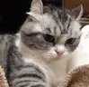 hiss emote