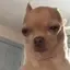 FreakyAhhDogSingingAtYou
