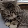 whatwasthat emote