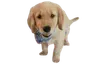 MILO