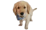 MILO emote