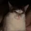EvilCat