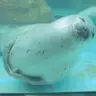 rubsBelly emote