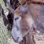 veryDonk