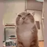 buh5 emote