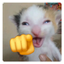 kkkk