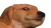 muuh emote