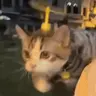 weeee emote