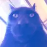 broJam emote