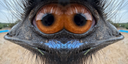 monKA