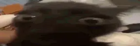 Epilepsy emote
