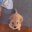 waggies