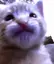 CatStare