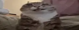 Piss emote