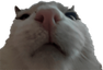 wuh