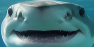 sharkmad emote