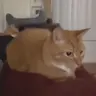 boink emote
