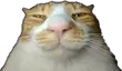 buh3