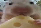 Cheese emote