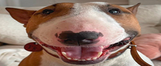 mike emote