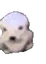 dani