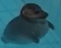 hmph emote