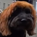 DogMogged