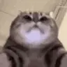 segs emote