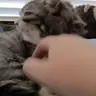 PlsStop emote