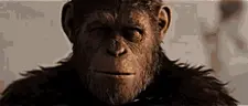 wideMonkeyLaugh emote