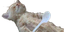 DiedOfFood