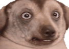 WTF emote