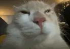 bwuh emote