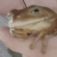 FroggSus