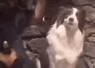 Wutköder emote