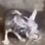 ratShakin