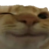 wimk emote