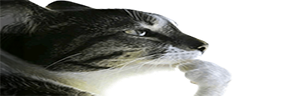 LePenseur emote