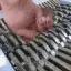 BingusShredder
