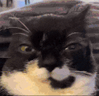 OlriteStare emote