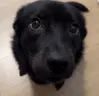 pwease emote
